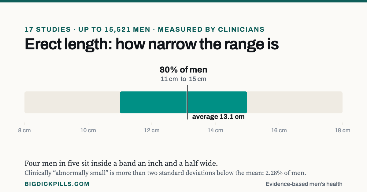 Measured erect penis length: average 13.1 cm, with 80 per cent of men falling between 11 and 15 cm.
